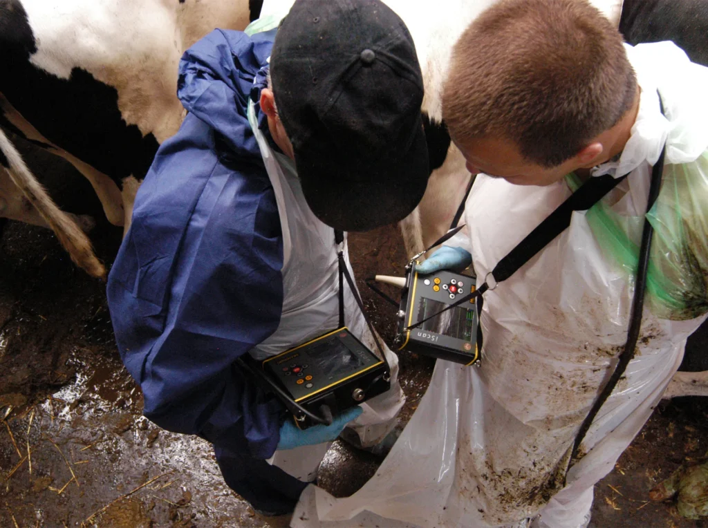 iScan Dramiński – ecografo veterinario in uso