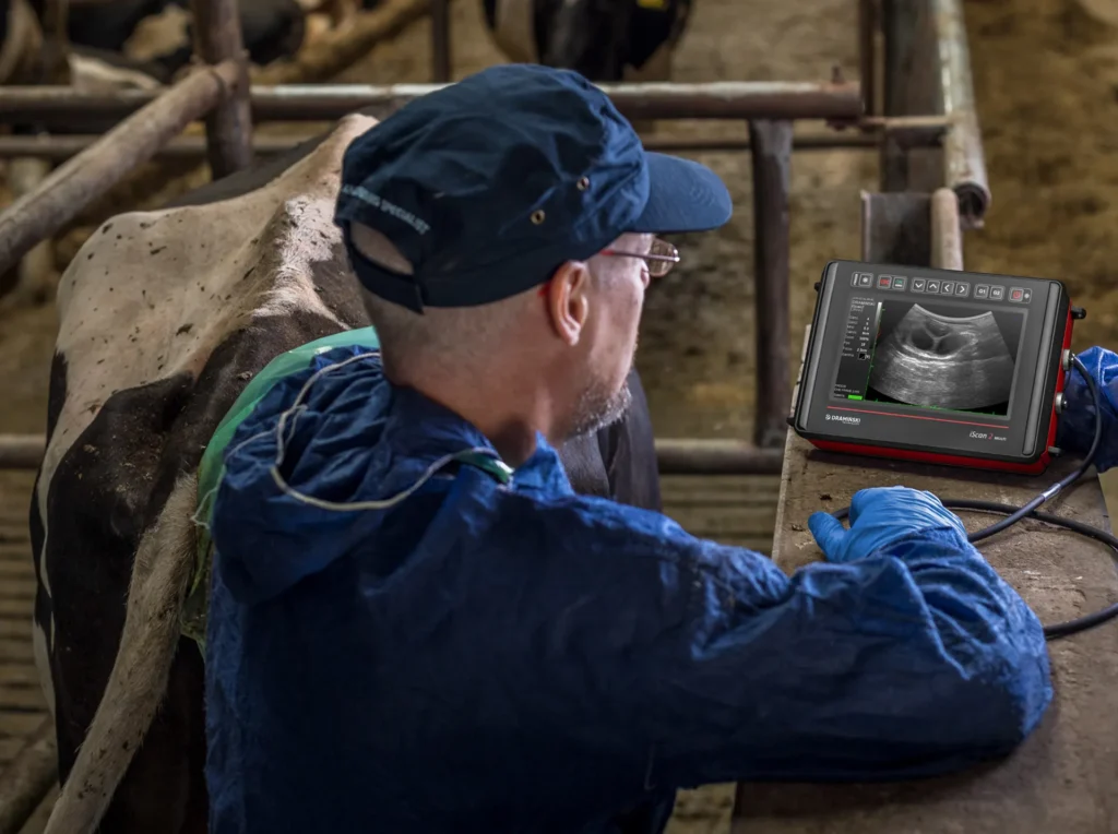 Ecografia veterinaria su vacca con iScan2 Multi Dramiński