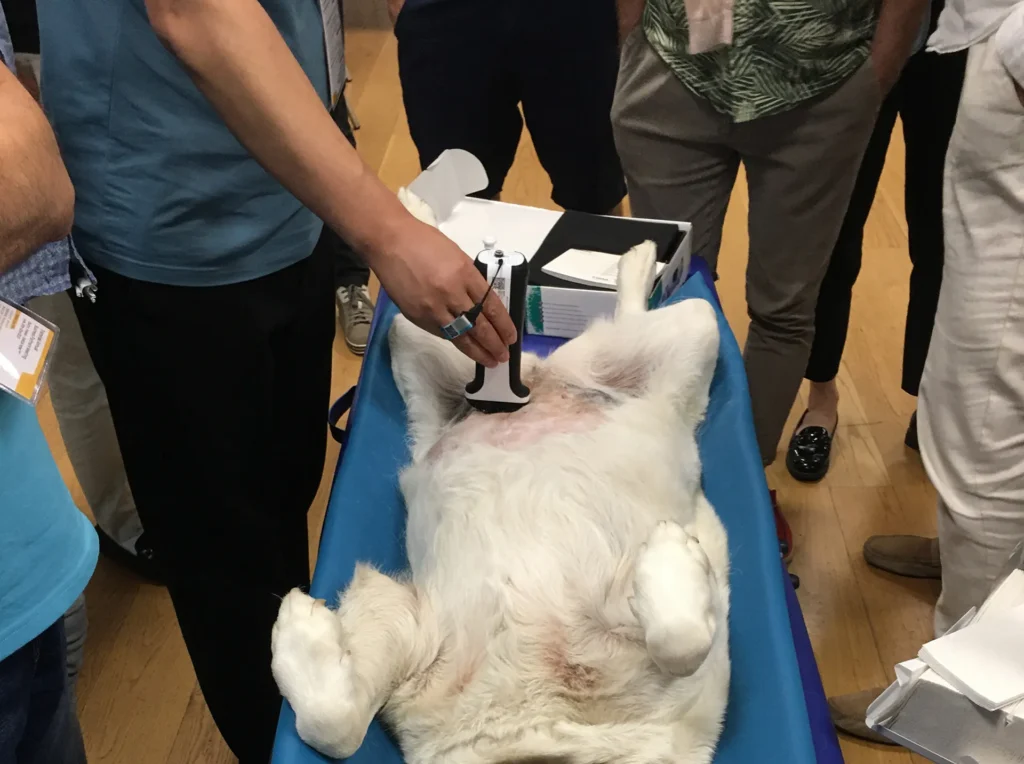 Applicazione veterinaria ASUS utilizzata per esami ecografici