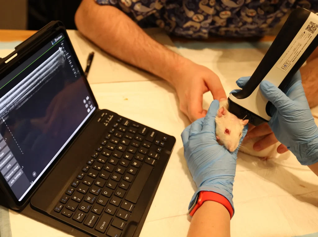 Applicazione veterinaria ASUS per imaging ecografico wireless