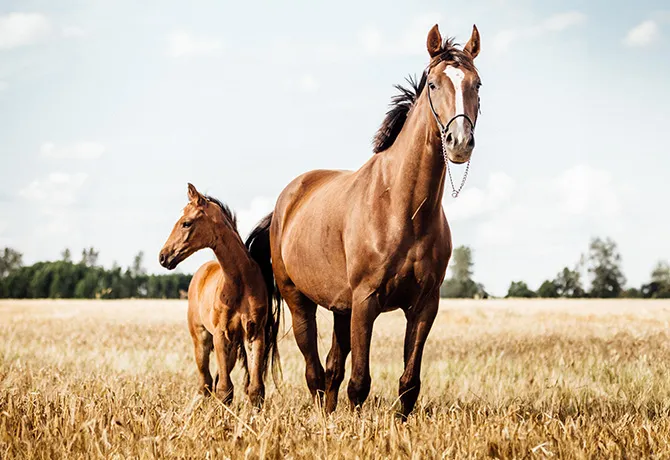 Formazione – riproduzione grandi animali con OPU Dramiński