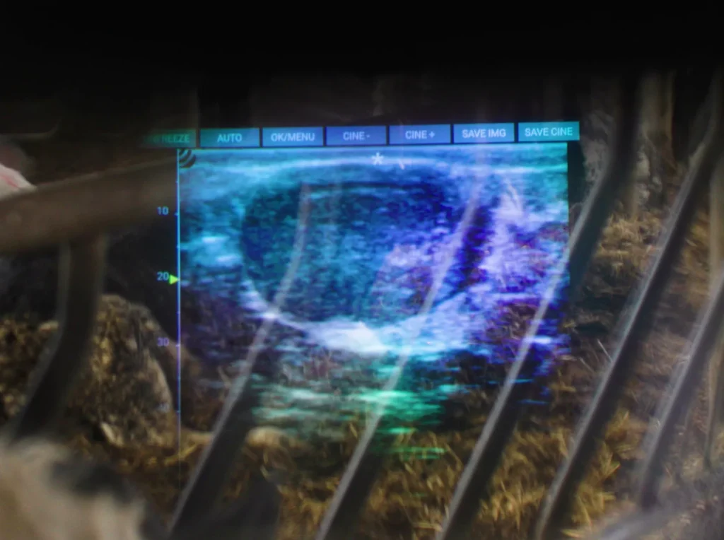 iLens Dramiński – trasmissione fluida e wireless delle immagini ecografiche